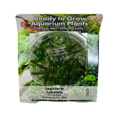 Sagittaria subulata (dwarf sag) Tissue Culture 