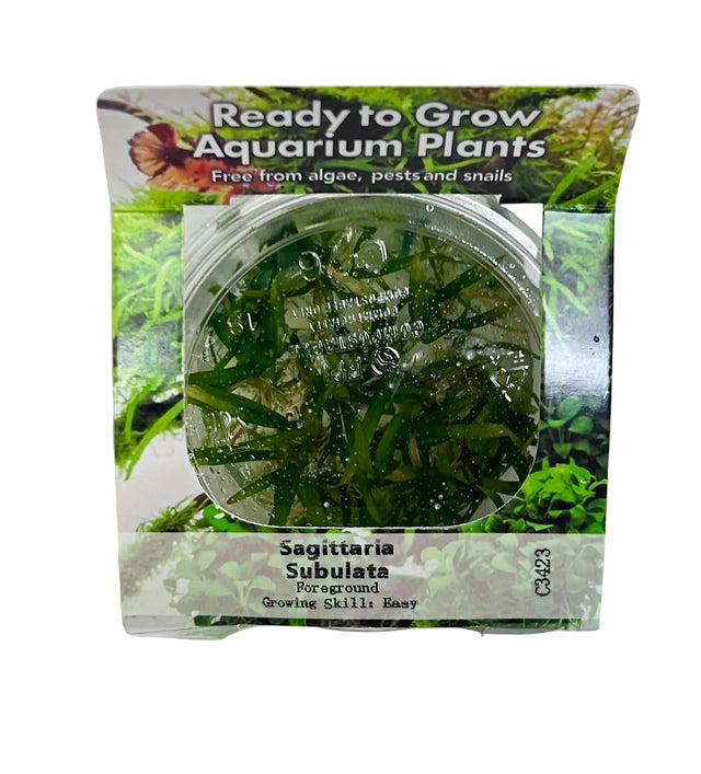 Sagittaria subulata (dwarf sag) Tissue Culture 