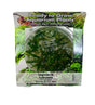 Sagittaria subulata (dwarf sag) Tissue Culture 