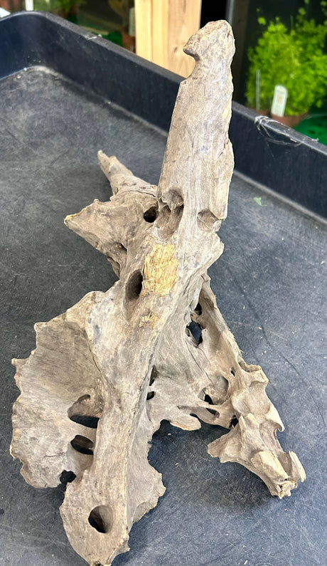 W.Y.S.I.W.Y.G.- 213 - Texture / Shrimp Driftwood