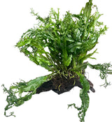  Microsorum pteropus Windelov on Large Driftwood