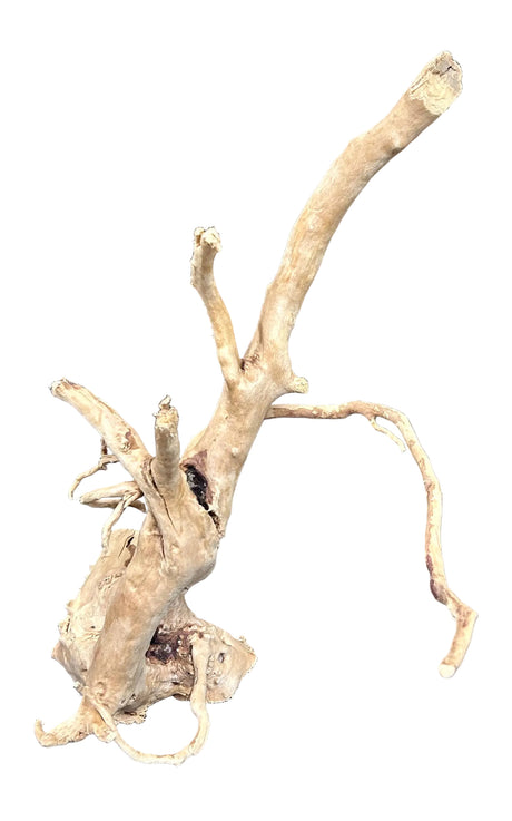 Spiderwood