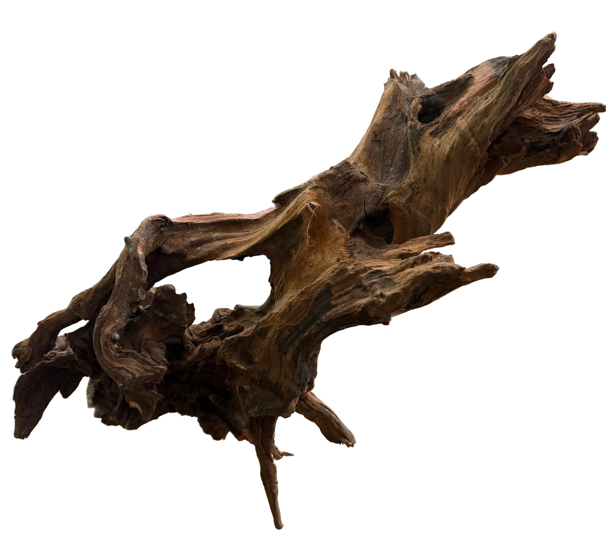 Malaysian Mangrove Sinking Driftwood