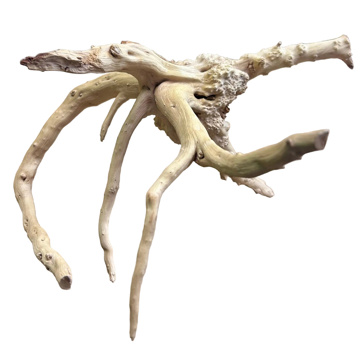 Piece of Spiderwood