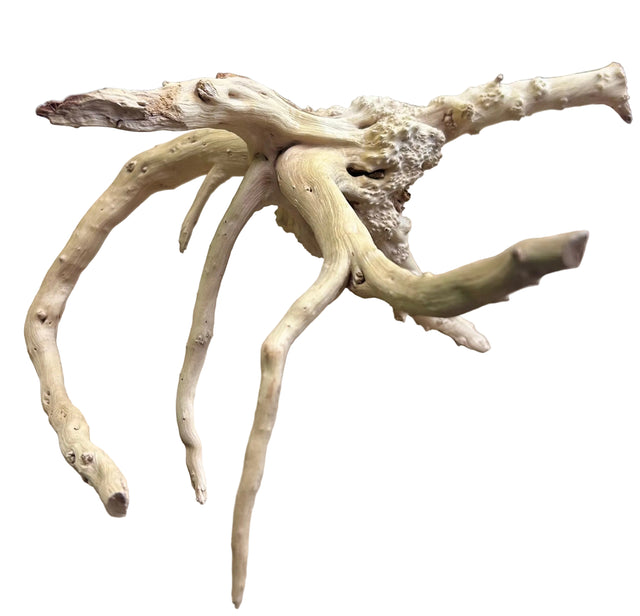 Piece of Spiderwood