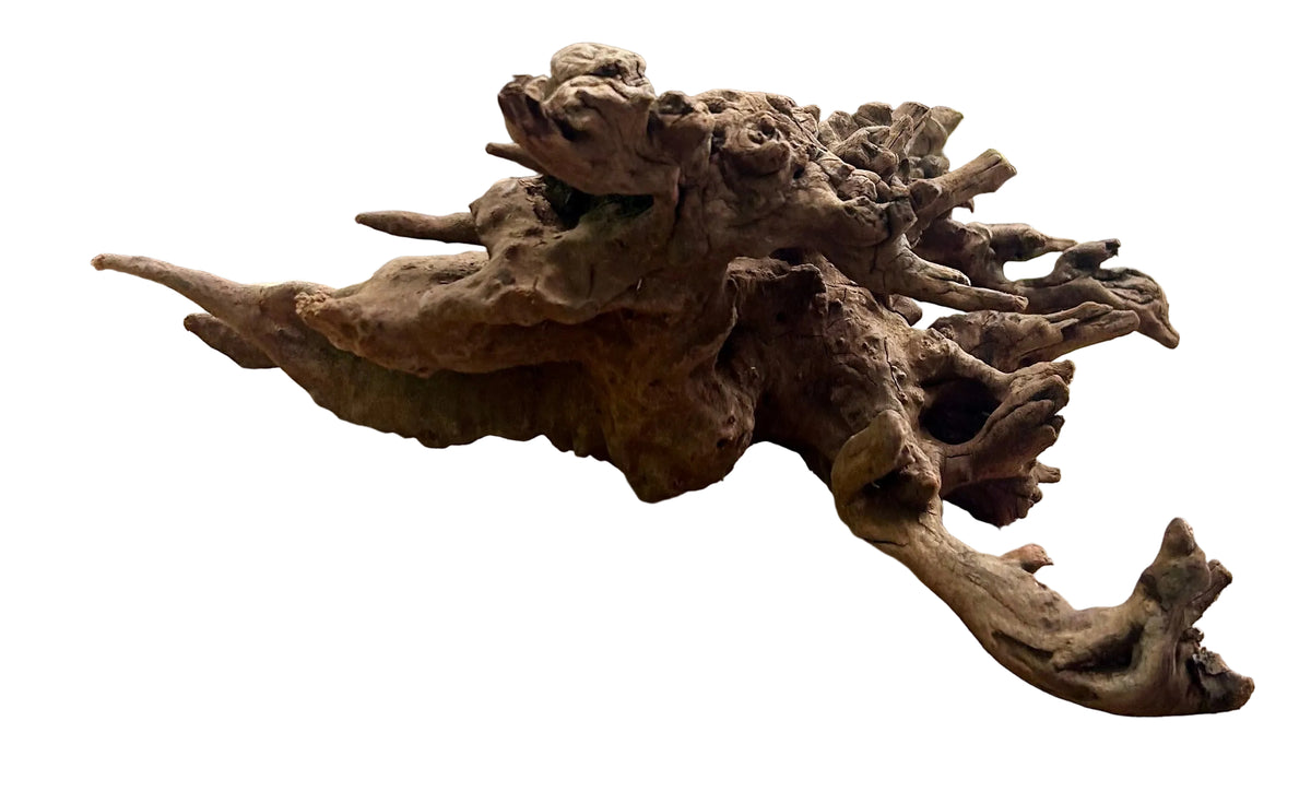 Malaysian Mangrove Sinking Driftwood