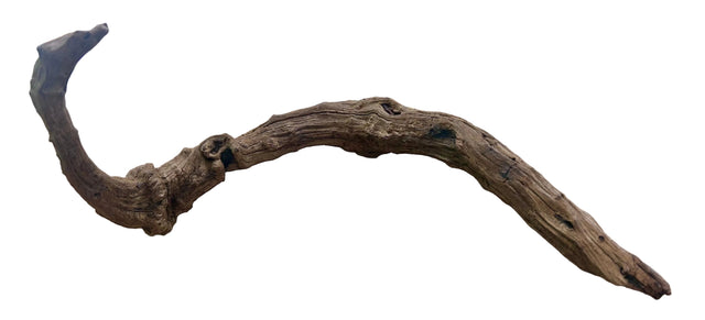 Malaysian Mangrove Sinking Driftwood