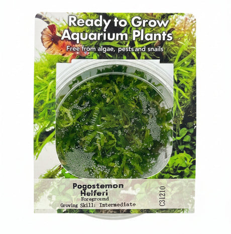 Pogostemon helferi Tissue Culture 