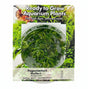 Pogostemon helferi Tissue Culture 