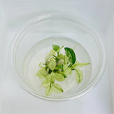 Anubias nana pinto Tissue Culture - C31796 | Tissue Cultures | Largest Tropical Fish Selection at Your Local Fish Store