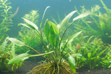 Cryptocoryne Lucens Bare Root - WL085 | Potted Plants | Largest Tropical Fish Selection at Your Local Fish Store