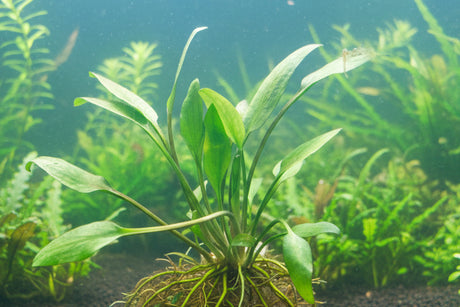 Cryptocoryne Lucens Bare Root - WL085 | Potted Plants | Largest Tropical Fish Selection at Your Local Fish Store