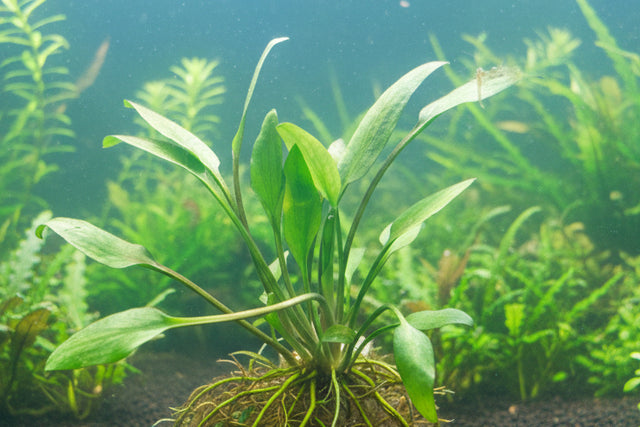 Cryptocoryne Lucens Bare Root - WL085 | Potted Plants | Largest Tropical Fish Selection at Your Local Fish Store