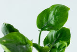 Anubias Barteri “Coin Leaf” potted 101F Potted Plants Anubias Barteri “Coin Leaf” potted 101F