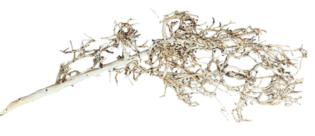 Thailand Branch Wood