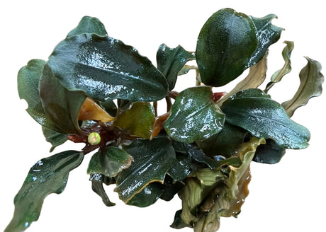 Bucephalandra Brownie Ghost Ulu Kapu - Bare Root - WL1677 | Potted Plants | Largest Tropical Fish Selection at Your Local Fish Store