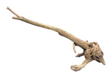  Malaysian Mangrove Sinking Driftwood