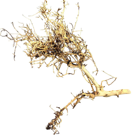  Thailand Branch Wood