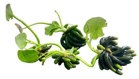 Nymphoides aquatica (Banana Plant) 