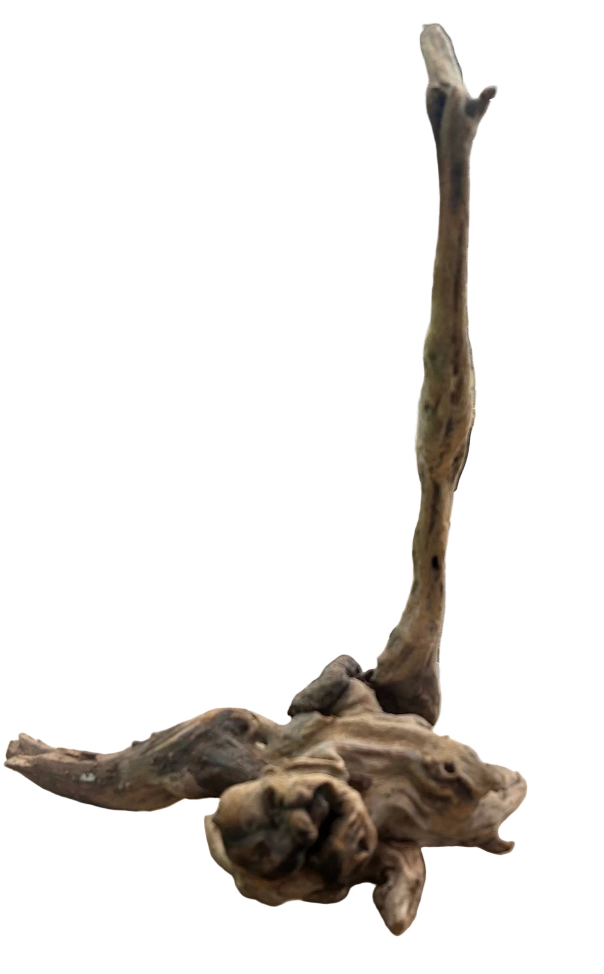 Malaysian Mangrove Sinking Driftwood