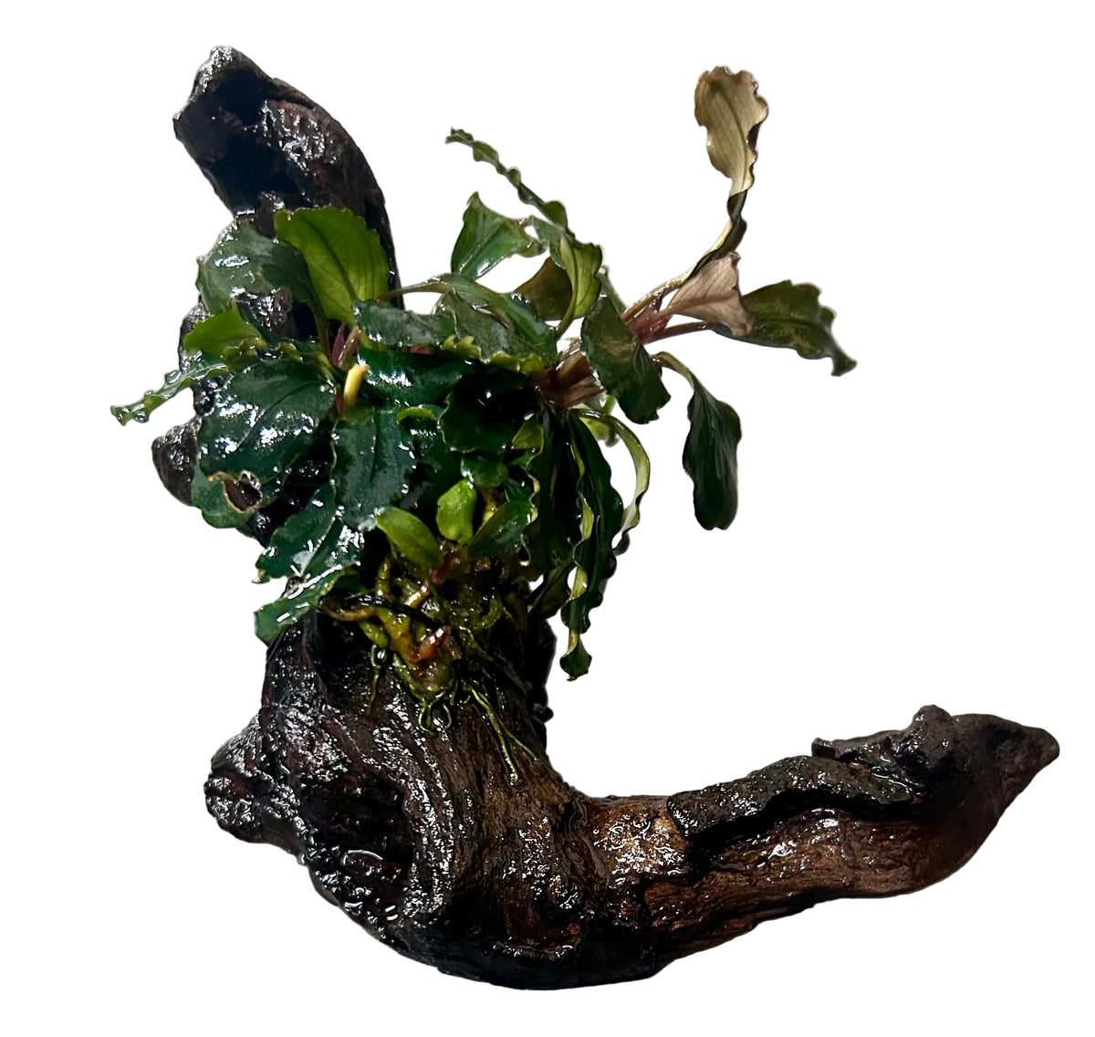 Bucephalandra brownie ghost ulu kapu on small driftwood