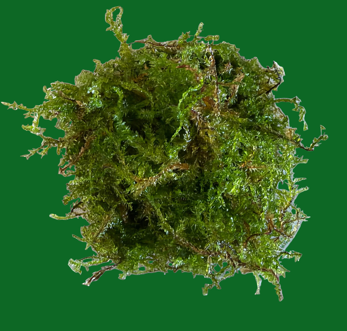 Christmas Moss (Vesicularia montagnei) 