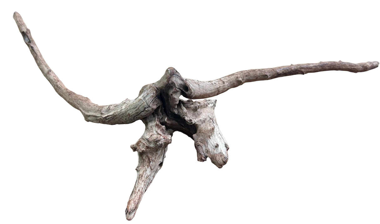 Malaysian Mangrove Sinking Driftwood
