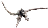 Malaysian Mangrove Sinking Driftwood