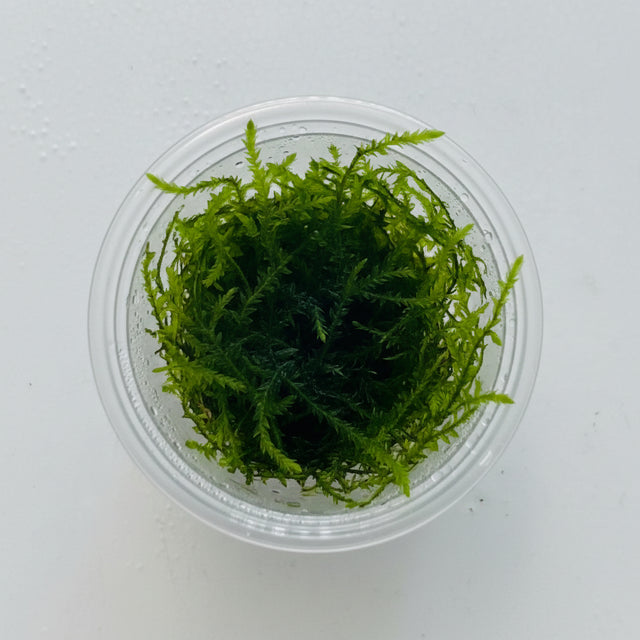 Taxiphyllum 'spiky' moss portion 