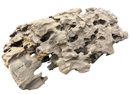 Texture / Shrimp Driftwood