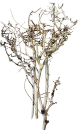  Thailand Branch Wood