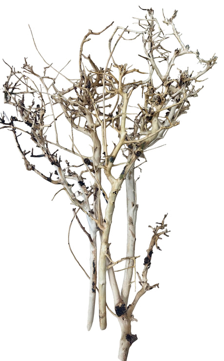  Thailand Branch Wood
