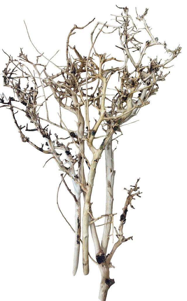  Thailand Branch Wood