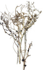  Thailand Branch Wood
