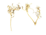 Thailand Branch Wood (2 pieces)