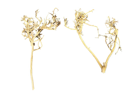 W.Y.S.I.W.Y.G.- 2004 - Thailand Branch Wood (2 pieces) | Substrates & Hardscape | Largest Tropical Fish Selection at Your Local Fish Store