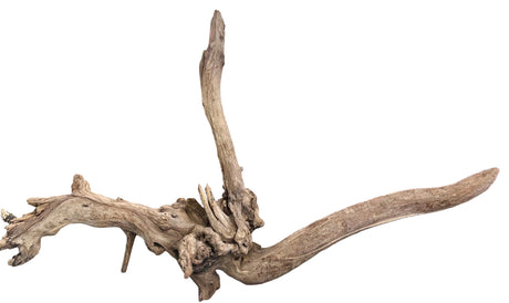 Malaysian Mangrove Sinking Driftwood