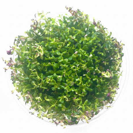Rotala Vietnam H'ra Tissue Culture - C31646 | Tissue Cultures | Largest Tropical Fish Selection at Your Local Fish Store