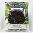 Althernanthera reineckii rosernavig Tissue Culture - C31036 | Tissue Cultures | Largest Tropical Fish Selection at Your Local Fish Store