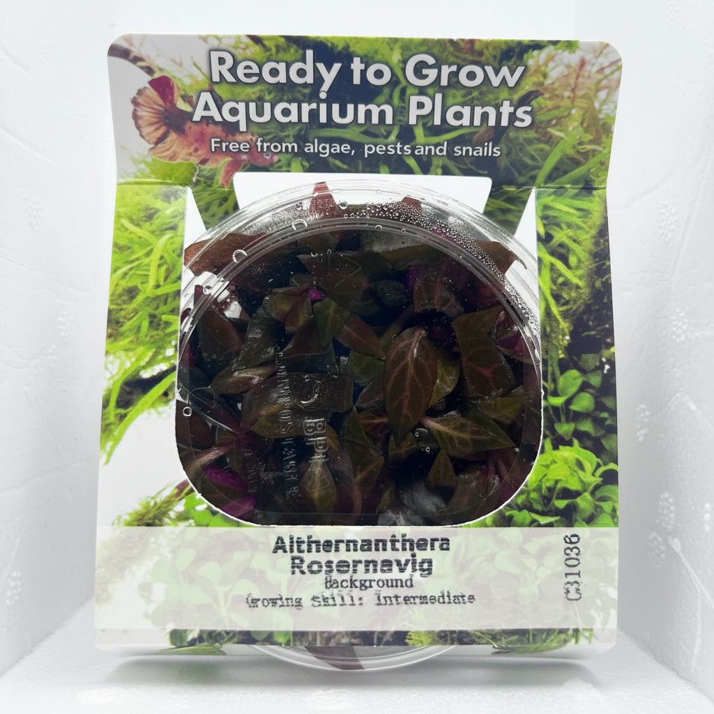 Althernanthera reineckii rosernavig Tissue Culture - C31036 | Tissue Cultures | Largest Tropical Fish Selection at Your Local Fish Store
