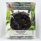 Althernanthera reineckii rosernavig Tissue Culture - C31036 | Tissue Cultures | Largest Tropical Fish Selection at Your Local Fish Store