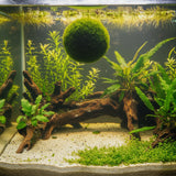 Vesicularia dubyana (Java Moss) on Floating Bio-sphere Ball  - WP1249 | Potted Plants | Largest Tropical Fish Selection at Your Local Fish Store