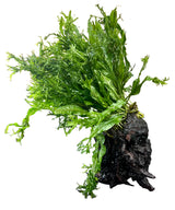  Microsorum pteropus Windelov on Large Driftwood