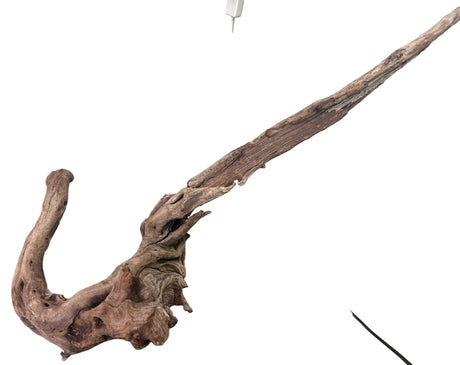 Malaysian Mangrove Sinking Driftwood