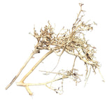 Thailand Branch Wood (2 pieces)