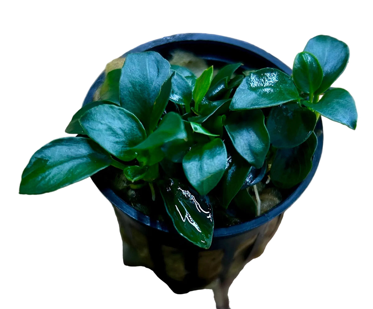 Anubias barteri var. nana 'Petite' 