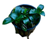 Anubias barteri var. nana 'Petite' 