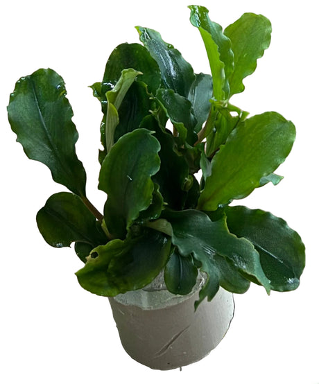 Bucephalandra Wavy Green - Bare Root - WL1662 | Potted Plants | Largest Tropical Fish Selection at Your Local Fish Store
