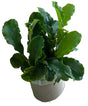 Bucephalandra Wavy Green - Bare Root - WL1662 | Potted Plants | Largest Tropical Fish Selection at Your Local Fish Store