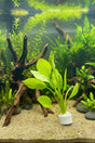 Echinodorus grandifolius 